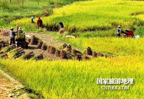 江西婺源：金色“地毯”美如画